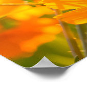 Kosmos-Blume im Bereich der Provinz Lumphun Poster (Ecke)