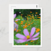 Kosmos-Blume: Japan Postkarte (Vorne/Hinten)