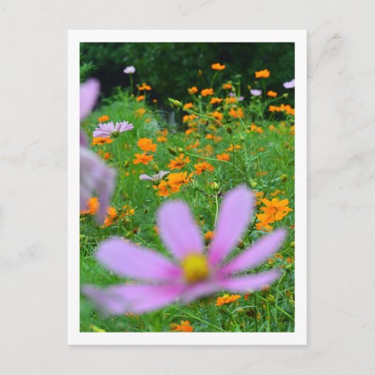 Kosmos-Blume: Japan Postkarte (Vorderseite)