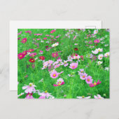 Kosmos-Blume: Japan Postkarte (Vorne/Hinten)