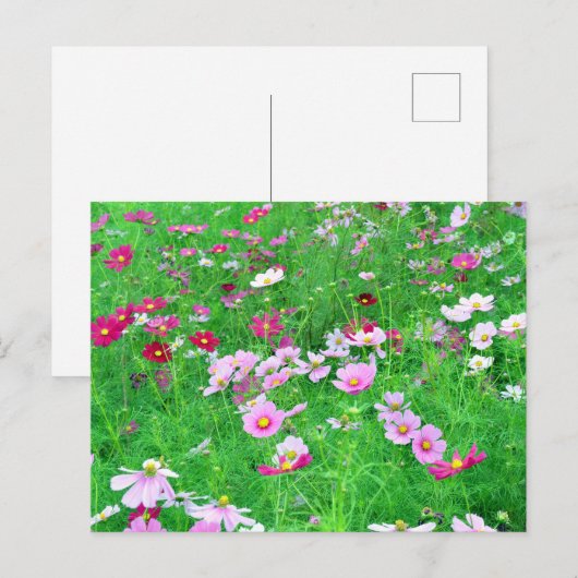 Kosmos-Blume: Japan Postkarte (Vorne/Hinten)
