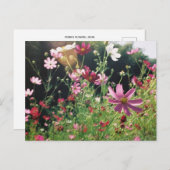 Kosmos-Blume: Japan Postkarte (Vorne/Hinten)