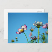 Kosmos-Blume: Japan Postkarte (Vorne/Hinten)