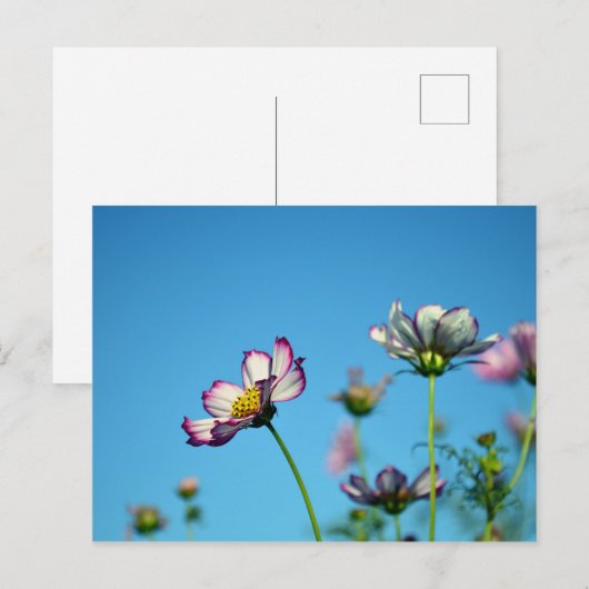 Kosmos-Blume: Japan Postkarte (Vorne/Hinten)