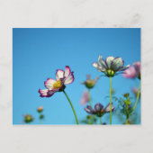 Kosmos-Blume: Japan Postkarte (Vorderseite)