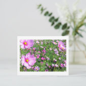 Kosmos-Blume: Japan Postkarte (Stehend Vorderseite)