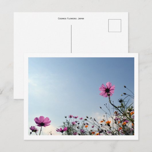 Kosmos-Blume: Japan Postkarte (Vorne/Hinten)