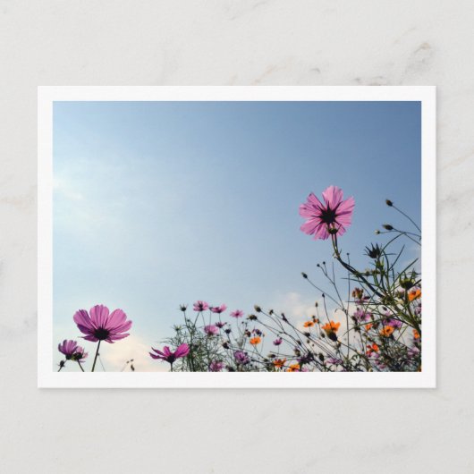 Kosmos-Blume: Japan Postkarte (Vorderseite)