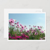 Kosmos-Blume: Japanische Postkarte (Vorne/Hinten)