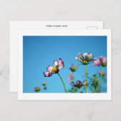 Kosmos-Blume: Japanische Postkarte (Vorne/Hinten)