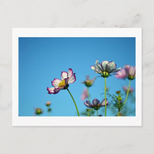 Kosmos-Blume: Japanische Postkarte (Vorderseite)