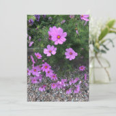 Kosmos-Blume mit Kies Feiertagskarte (Stehend Vorderseite)