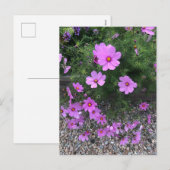 Kosmos-Blume mit Kies Feiertagspostkarte (Vorne/Hinten)