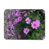 Kosmos-Blume mit Kies Magnet (Horizontal)