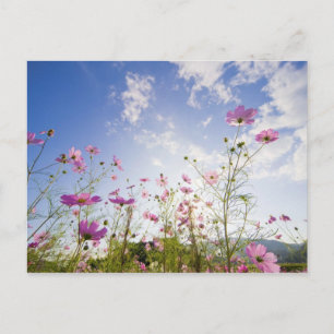 Kosmos-Blume. Otsu, Präfektur Shiga, Japan 2 Postkarte