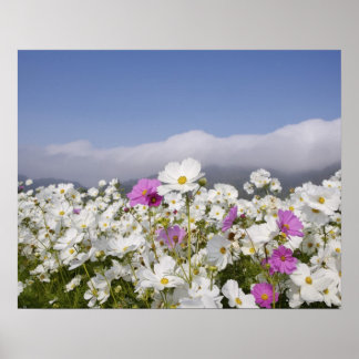Kosmos-Blume Poster