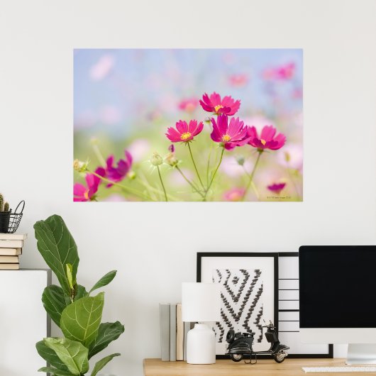 Kosmos-Blume Poster (Heimbüro)