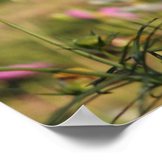 Kosmos-Blume Poster (Ecke)