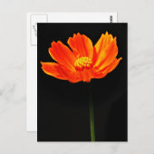 Kosmos-Blume Postkarte (Vorne/Hinten)