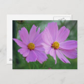 Kosmos-Blume Postkarte (Vorne/Hinten)