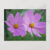 Kosmos-Blume Postkarte (Vorderseite)