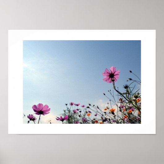 Kosmos-Blumen Japans Poster (Vorne)