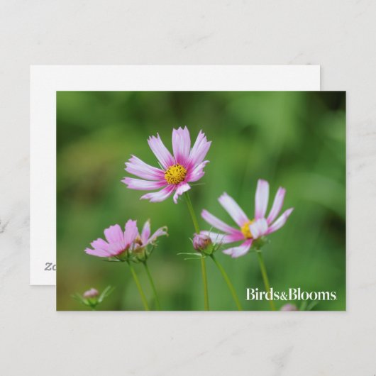 Kosmos-Blumen Postkarte (Vorne/Hinten)