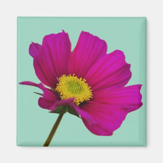 Kosmos-Blumenmagnet Magnet (Vorne)