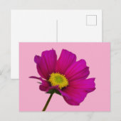Kosmos-Blumenpostkarte Feiertagspostkarte (Vorne/Hinten)