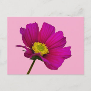 Kosmos-Blumenpostkarte Feiertagspostkarte