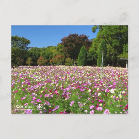 Kosmos-Feld:Postkarte Postkarte (Vorderseite)