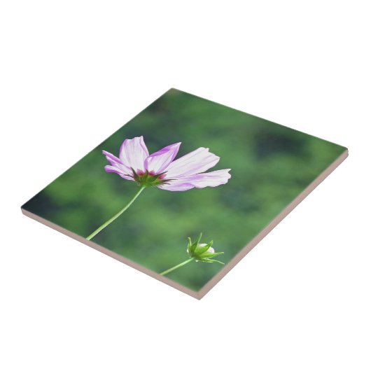 Kosmos Fliese (Seite)