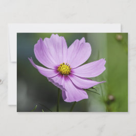 Kosmos im Wind schweben - Flachgrüßkarte Karte