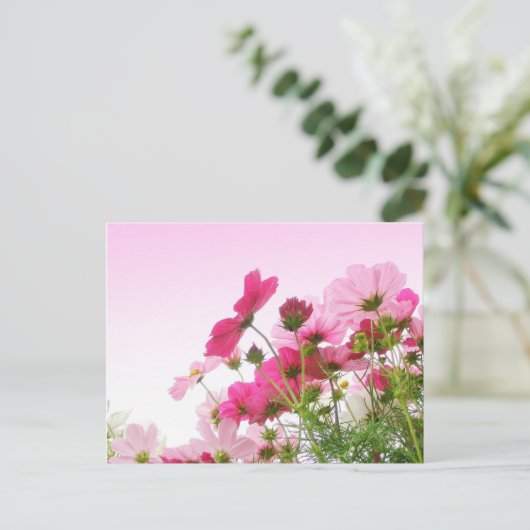 Kosmos in Rosa Postkarte (Stehend Vorderseite)