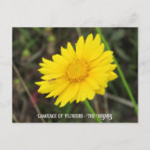 Kosmos mit Bienenpostkarte Postkarte (Vorderseite)