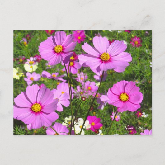 Kosmos [Postkarte] Postkarte (Vorderseite)