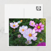 Kosmos [Postkarte] Postkarte (Vorne/Hinten)