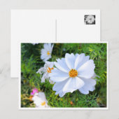 Kosmos [Postkarte] Postkarte (Vorne/Hinten)