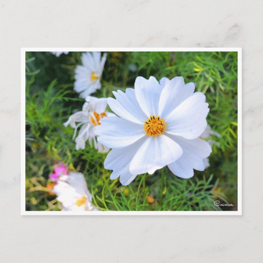 Kosmos [Postkarte] Postkarte (Vorderseite)