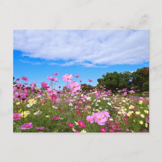 Kosmos [Postkarte] Postkarte (Vorderseite)