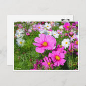 Kosmos [Postkarte] Postkarte (Vorne/Hinten)