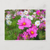 Kosmos [Postkarte] Postkarte (Vorderseite)