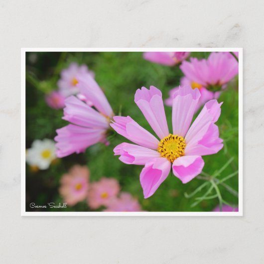 Kosmos [Postkarte] Postkarte (Vorderseite)