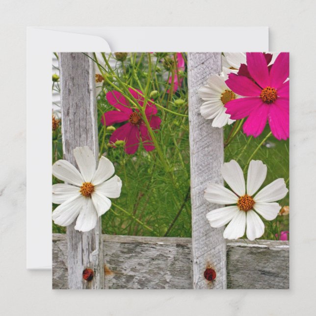 Kosmos-Sammlung (Vorderseite)