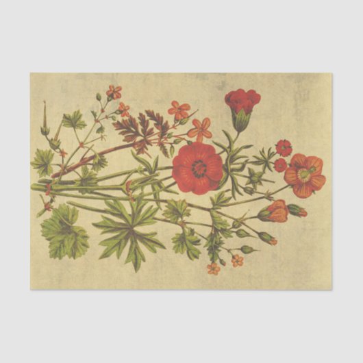Kosmos Vintage Blume Rustikale Decoupage Seidenpapier (Vorderseite)