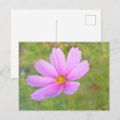 Kosmosblume Postkarte (Vorne/Hinten)