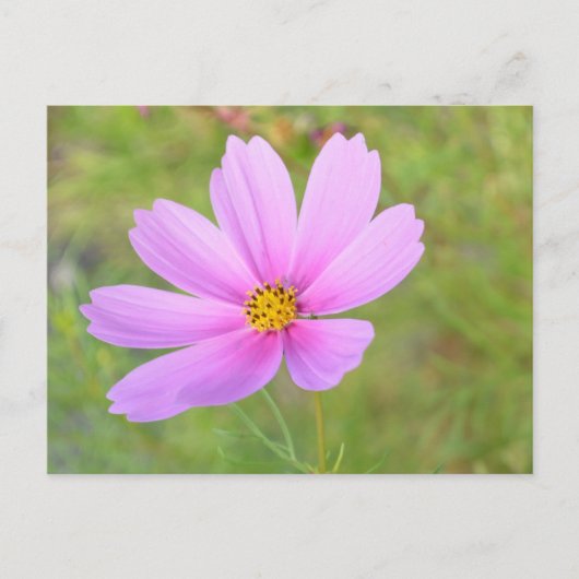 Kosmosblume Postkarte (Vorderseite)