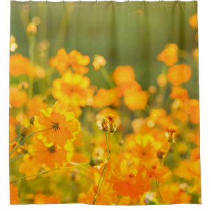 Kosmosblumen auf dem Feld der Provinz Lumphun Duschvorhang