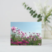 Kosmosblumen: Japan Postkarte (Stehend Vorderseite)