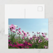 Kosmosblumen: Japan Postkarte (Vorne/Hinten)